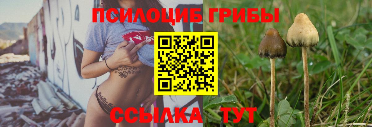 Галлюциногенные грибы Psilocybine cubensis  Вход с VPN  как найти   Обь  Псилоцибиновые грибы прущие грибы 